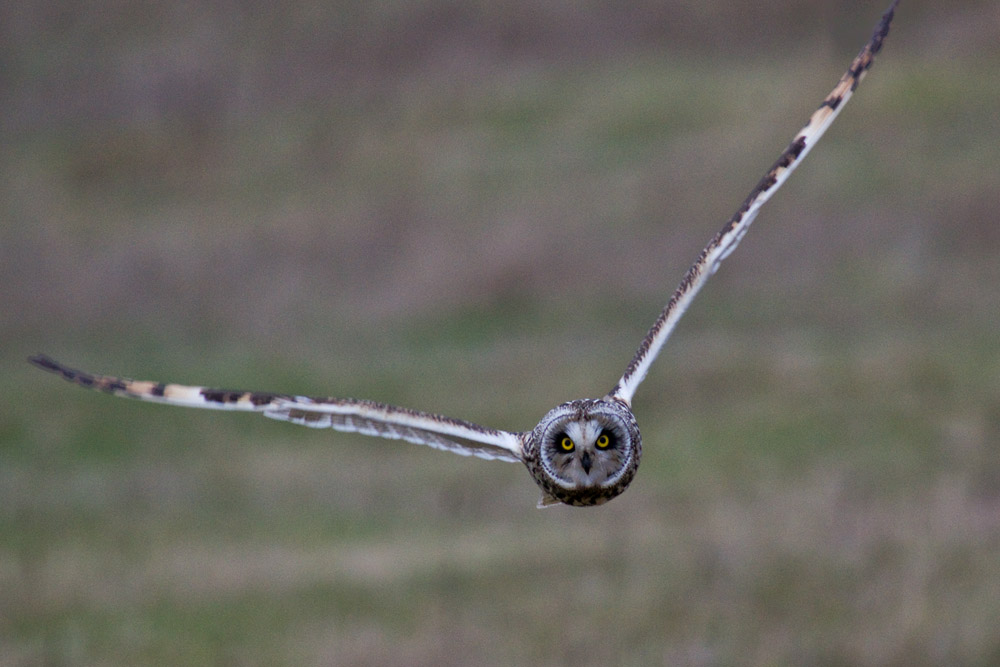 Short-eared Owl
